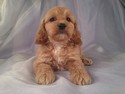 Female Cockapoo Puppy for sale #21 DOB February 26th, 2013|We welcome Cockapoo buyers from Minnesota Wisconsin and Illinois!